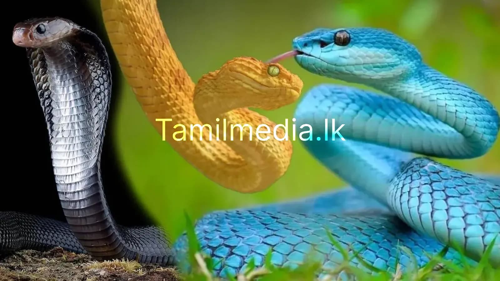 பாம்பு இல்லாத உலகின் தனித்துவமான நாடு!