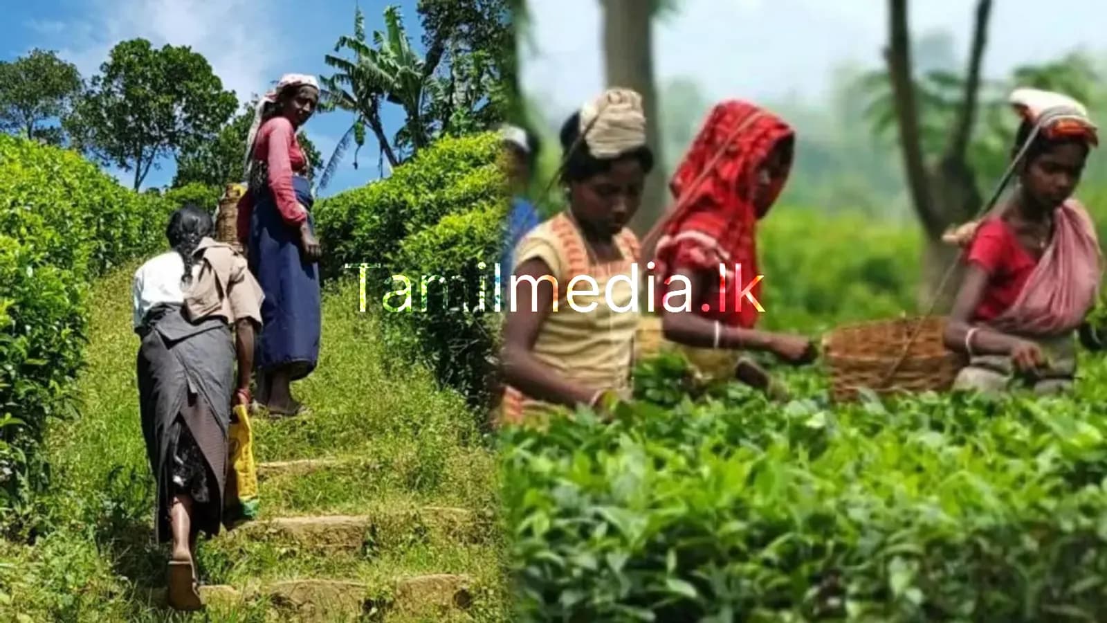 மலையக மக்களின் வாழ்வாதார போராட்டம்