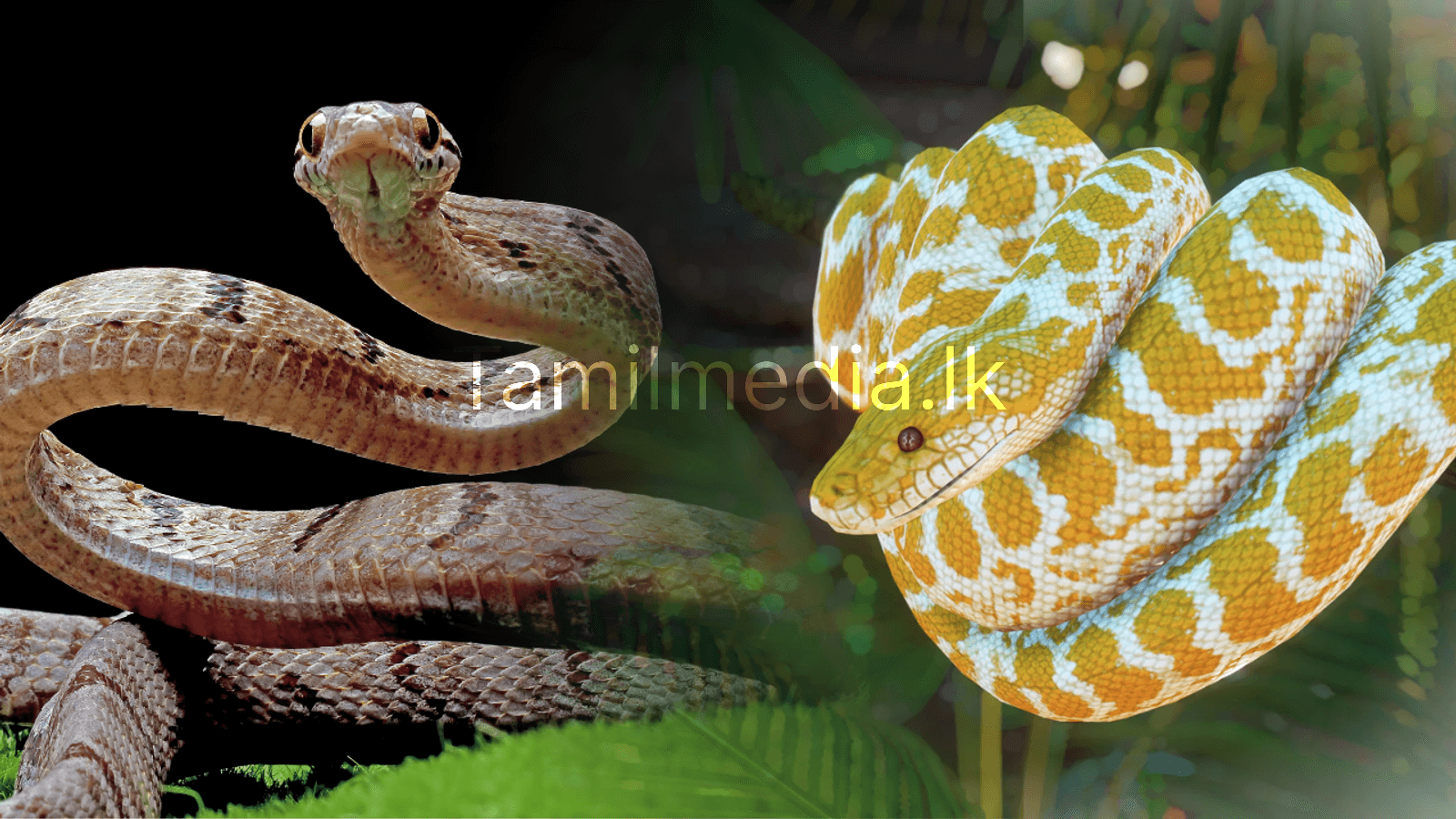 பாம்பு தனது தோலை உரிப்பதின் அறிவியல் ரகசியம் இதோ