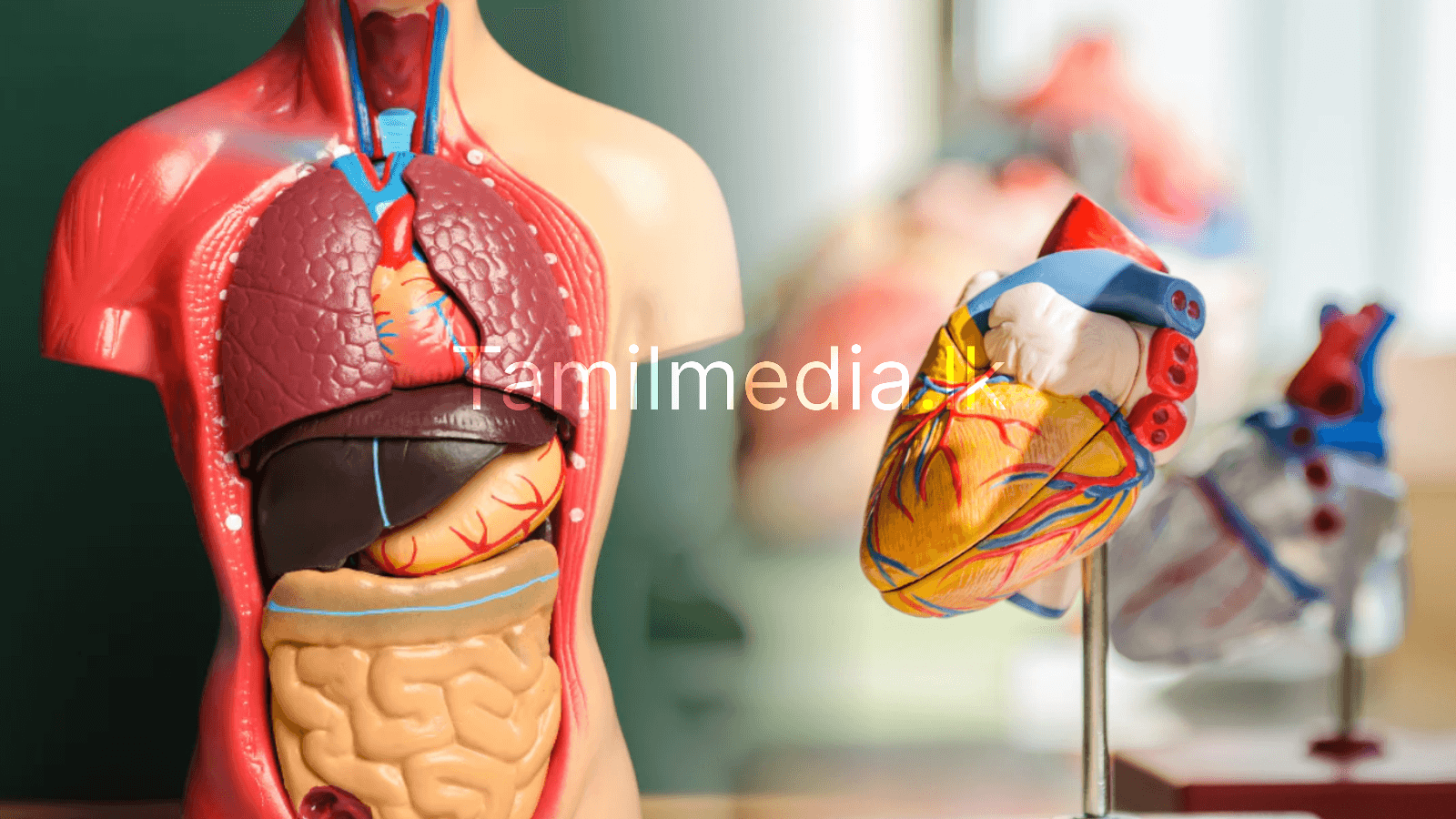 இறந்த பிறகும் 10 ஆண்டுகள் உயிருடன் இருக்கும் உறுப்பு