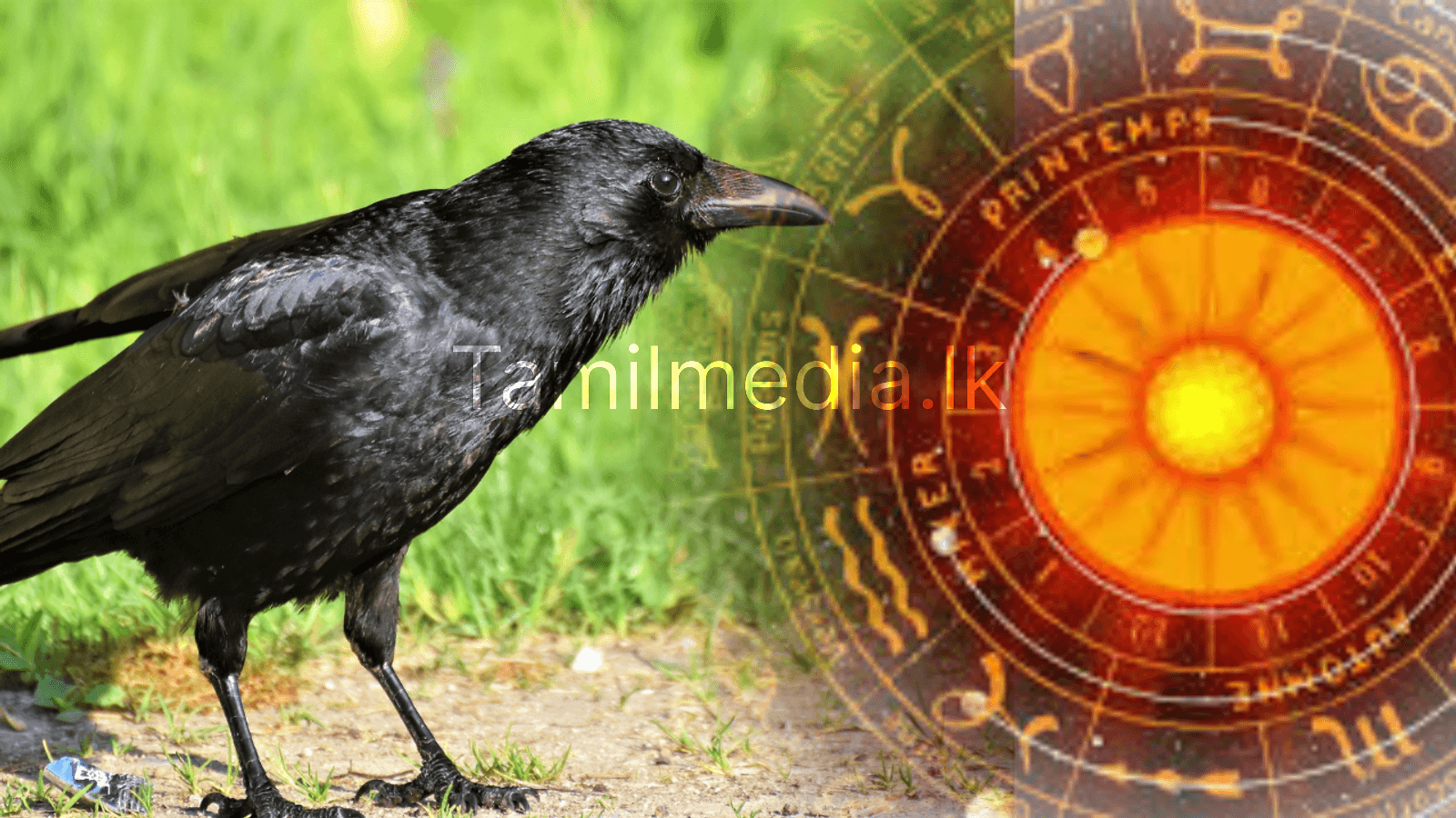 வீட்டு வாசலில் காகம் கரைவதால் நிகழும் அசுப சகுனம்