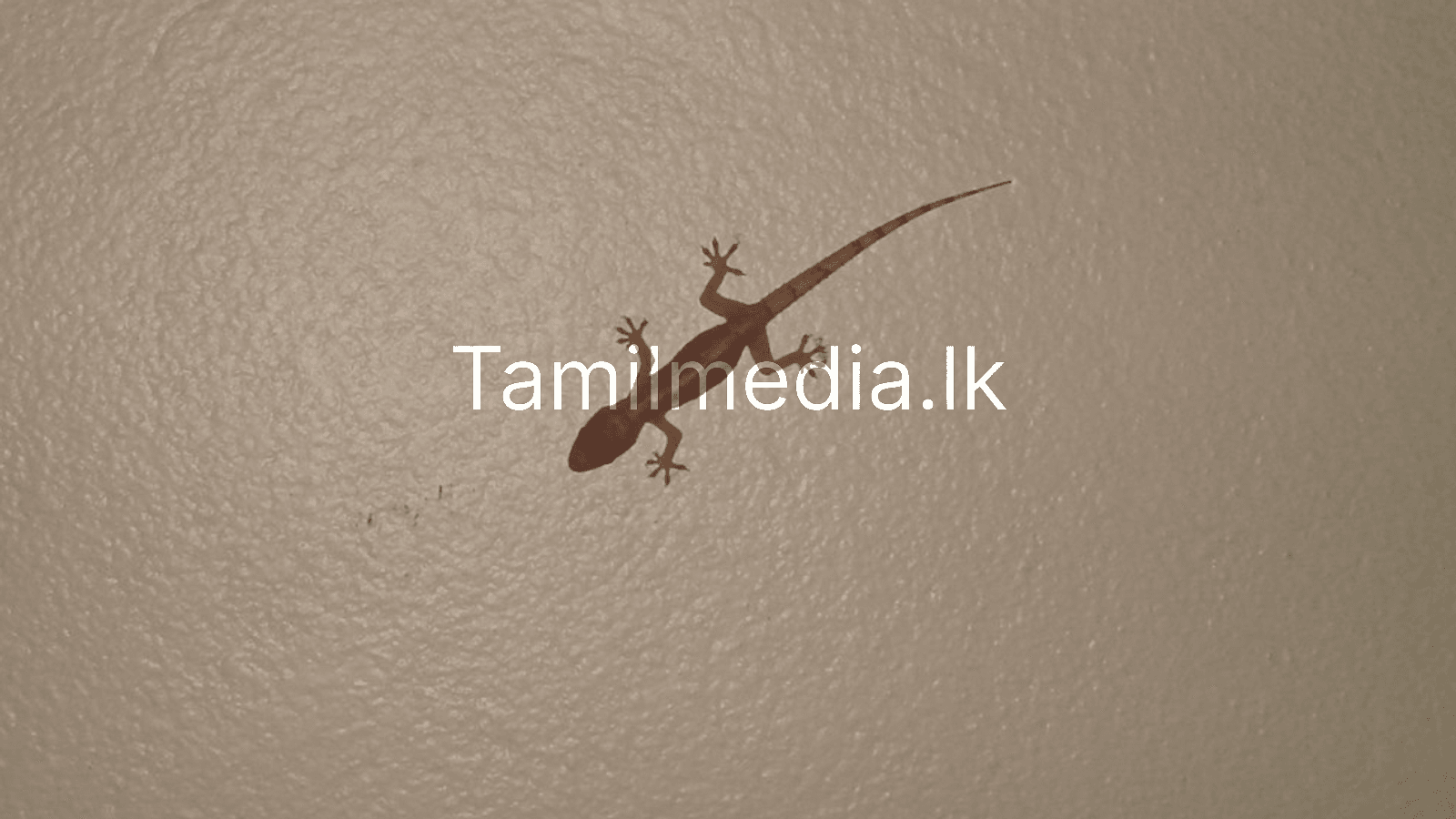 இடது தோளில் பல்லி விழுந்தால் என்ன அர்த்தம்?