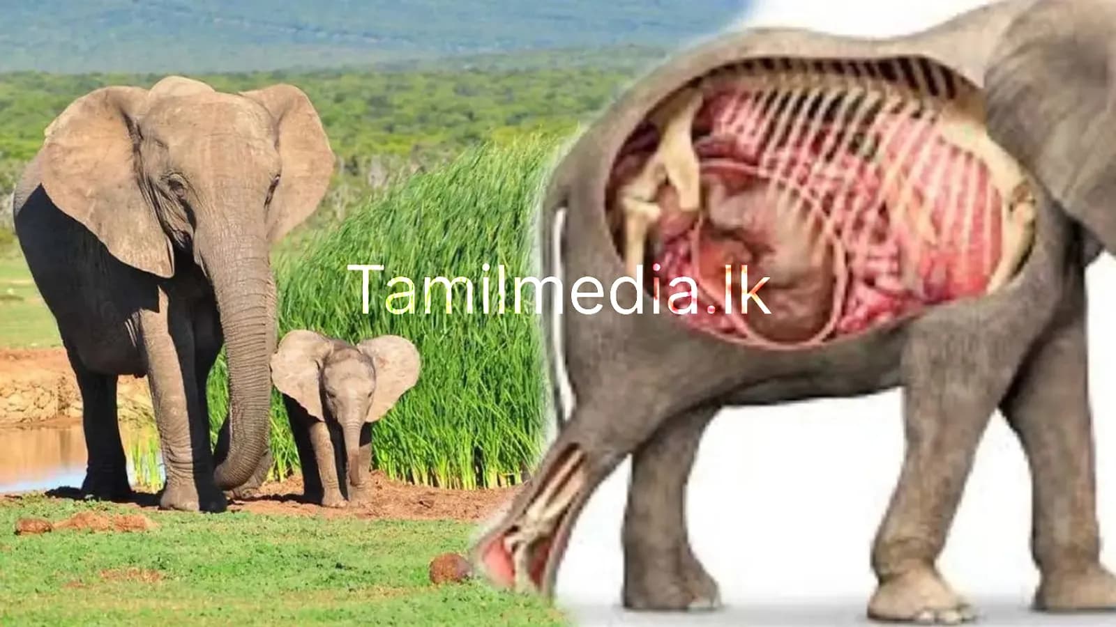 3.5 ஆண்டுகள் வரை கர்ப்பம் தரிக்கும் விலங்குகள்..!