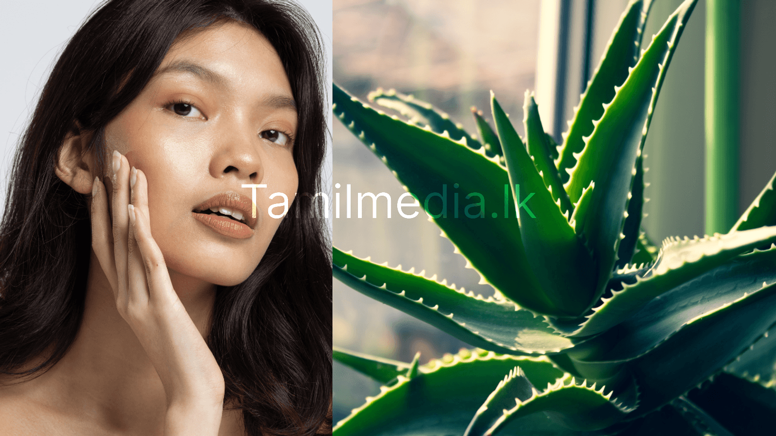 கற்றாழை – இயற்கையின் அழகு ரகசியம்