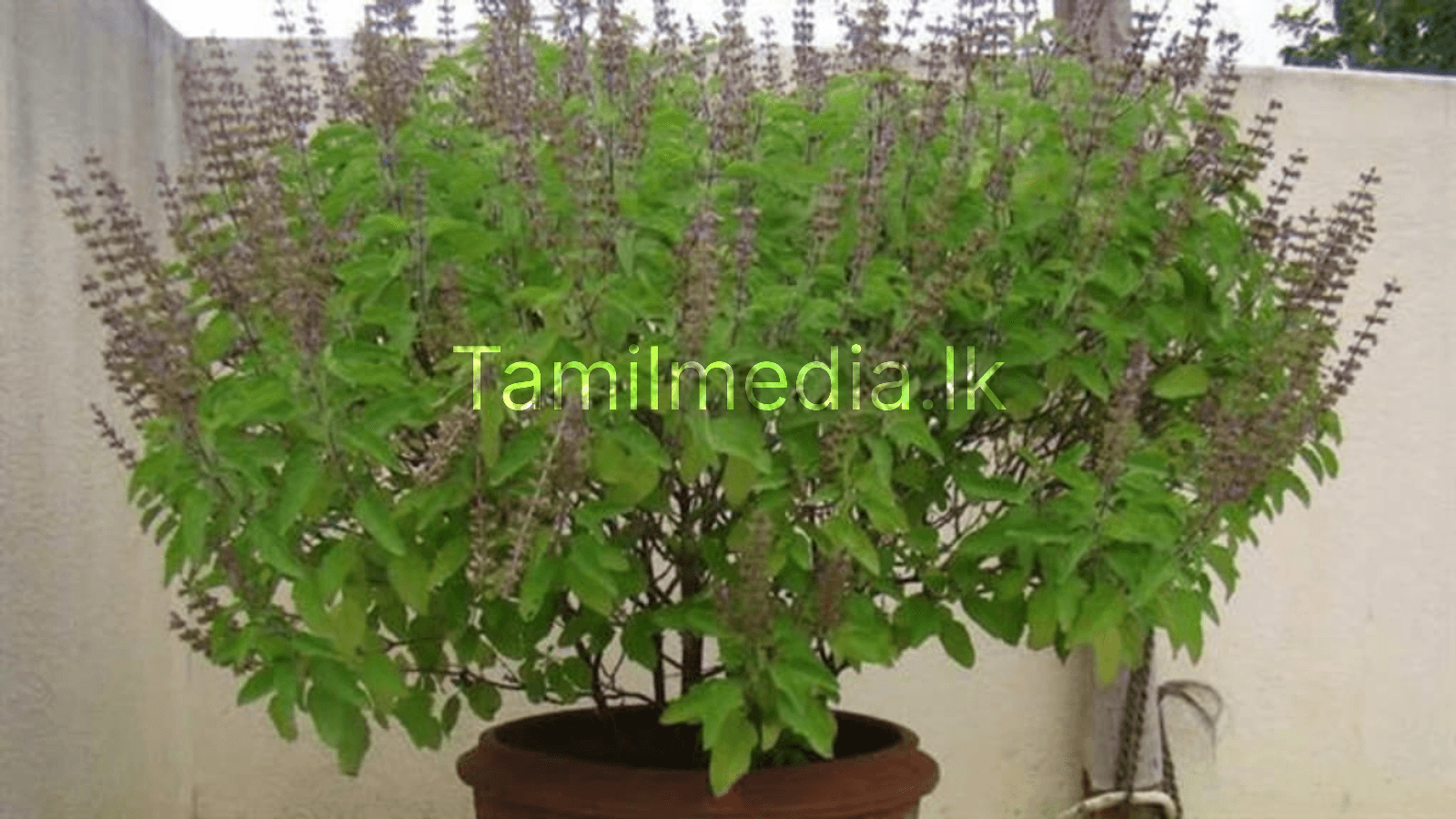 துளசி செடி வைத்திருந்தால் கடைபிடிக்க வேண்டிய விதிகள்