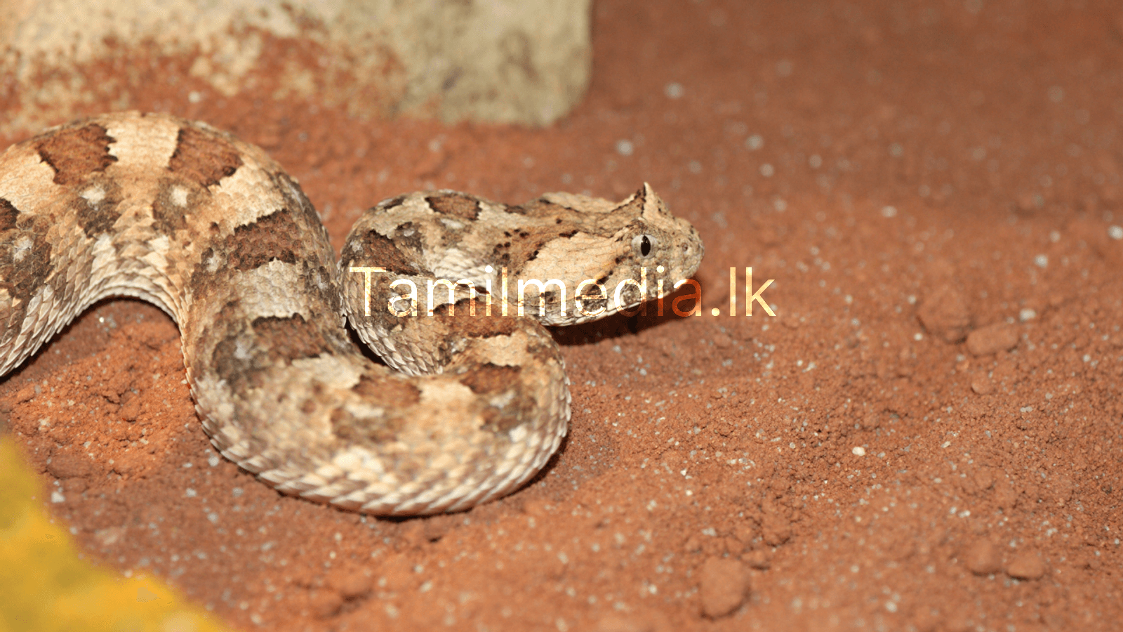 பாம்பின் ஆயுள் எவ்வளவு தெரியுமா?