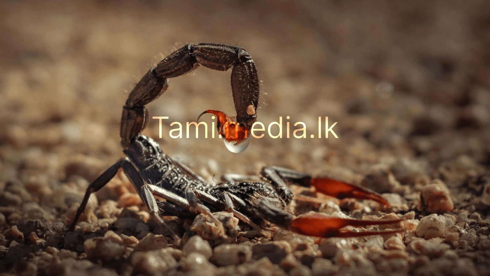 சாப்பிடாமல் ஒரு வருடம் உயிர் வாழும் உயிரினம் எது