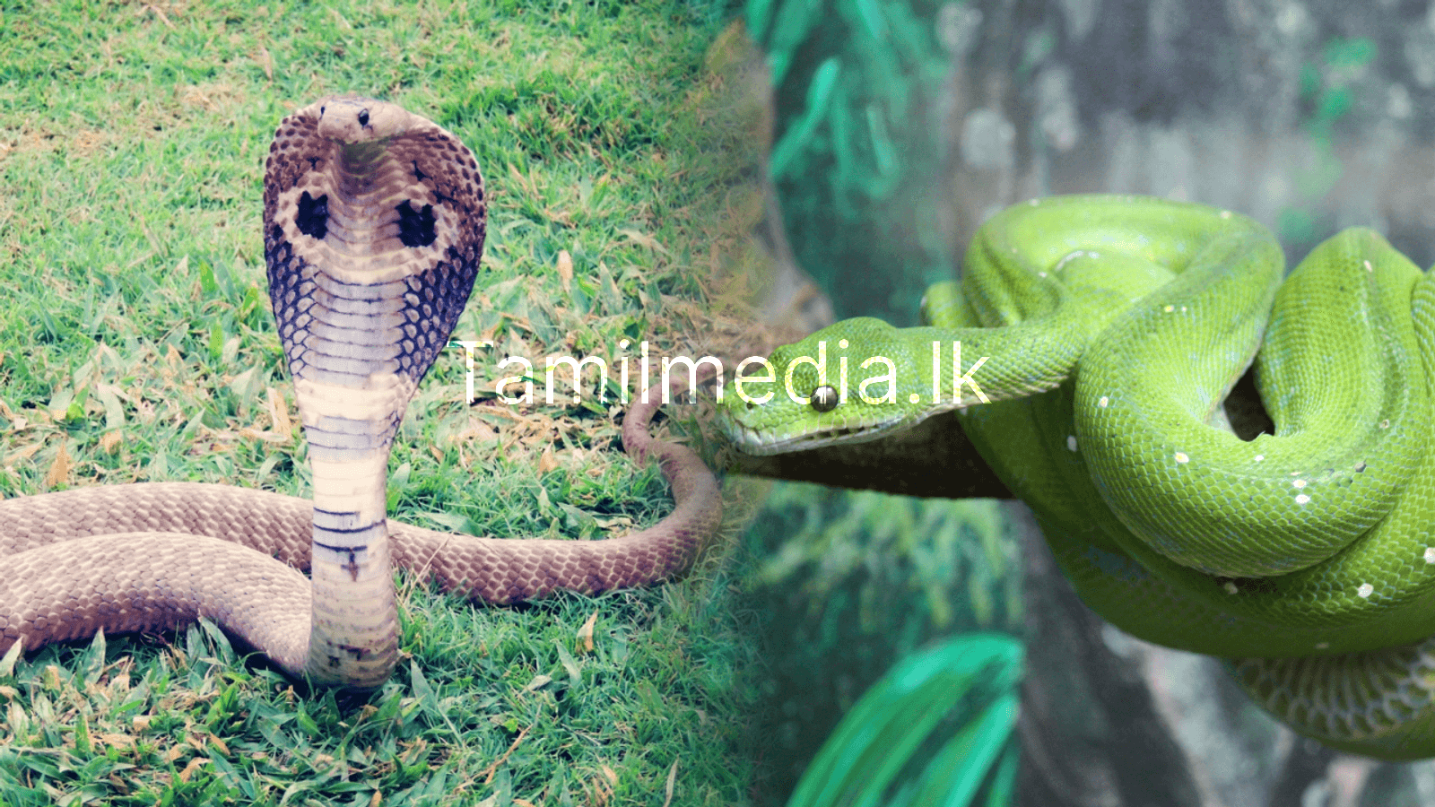 இந்தியாவில் பாம்புகள் இல்லாத மாநிலம் எது