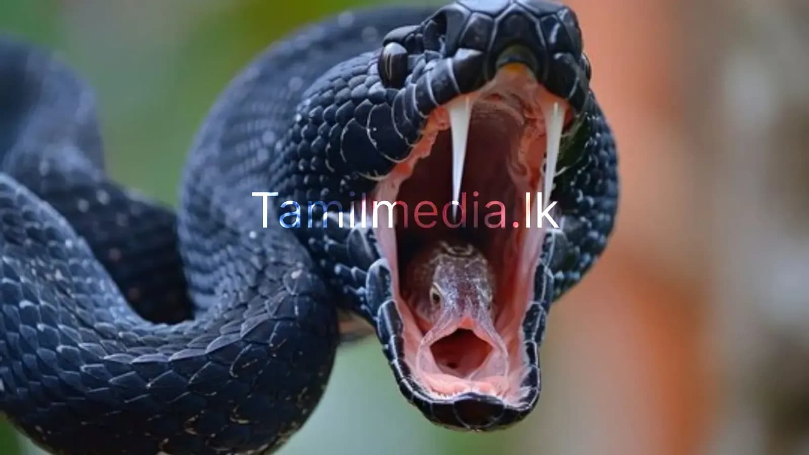 பாம்பு கடித்தால் பயம் வேண்டாம்!