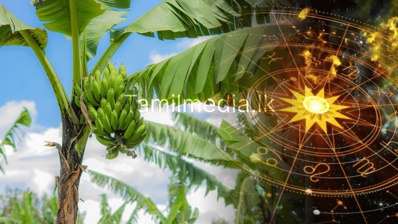 வீட்டில் வாழை மரம் வைப்பதின் வாஸ்து நன்மைகள்