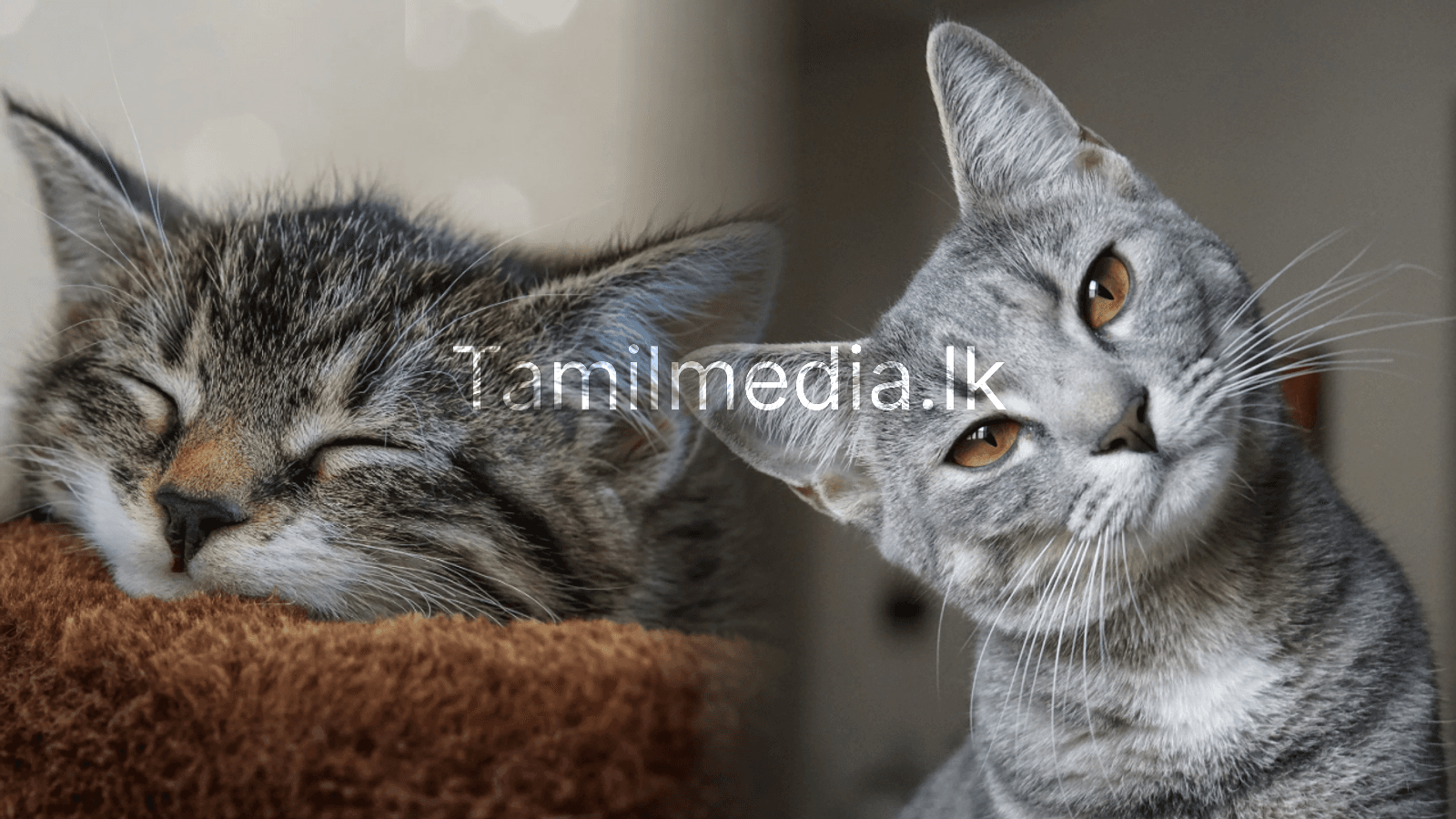 வீட்டில் பூனை வந்தால் என்ன அர்த்தம்?