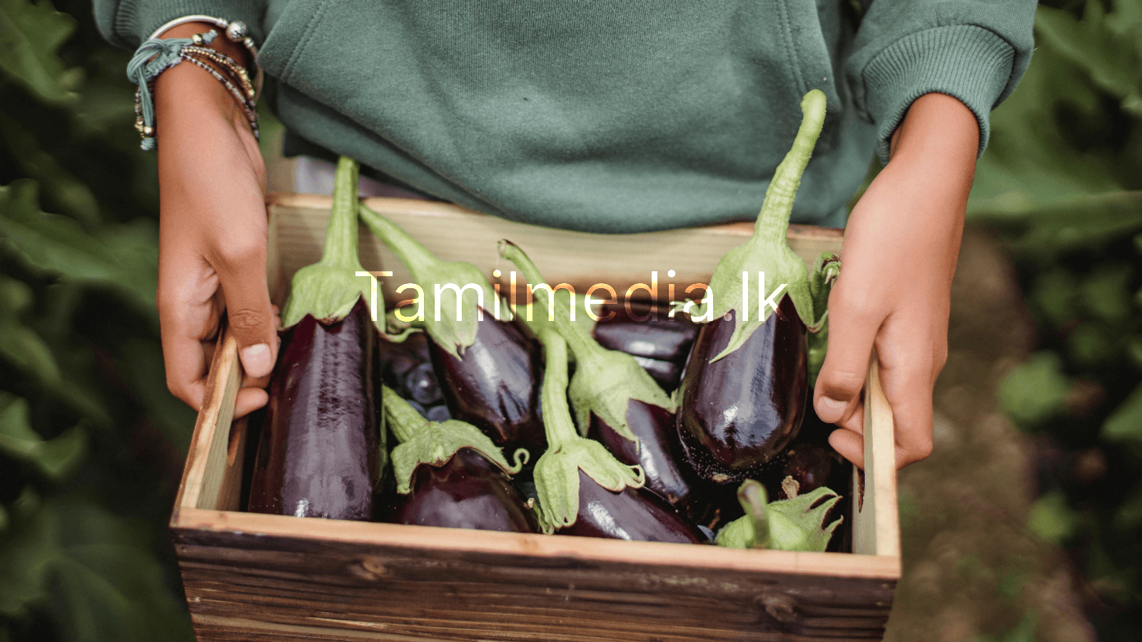 கத்திரிக்காயின் மூன்று முக்கிய ஆரோக்கிய நன்மைகள்