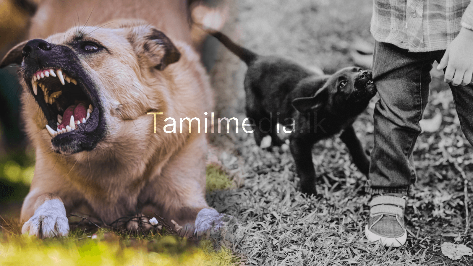 நாய் கடித்துவிட்டால் உடனே என்ன செய்ய வேண்டும்?