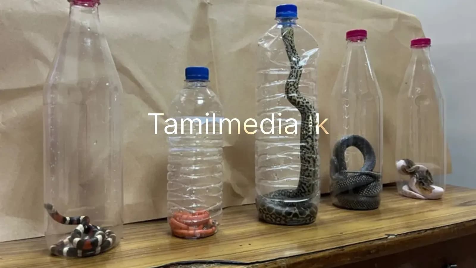 வெளிநாட்டு பாம்புகளை கடத்த முயன்ற பெண் கைது