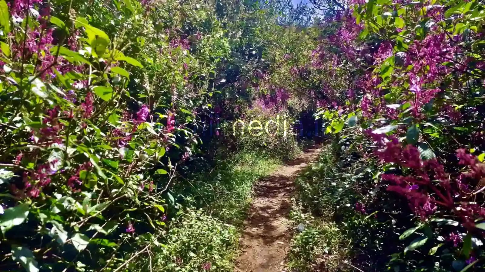 ஹார்டன் பிளெயின்ஸில் 50 பேருக்கு அபராதம்