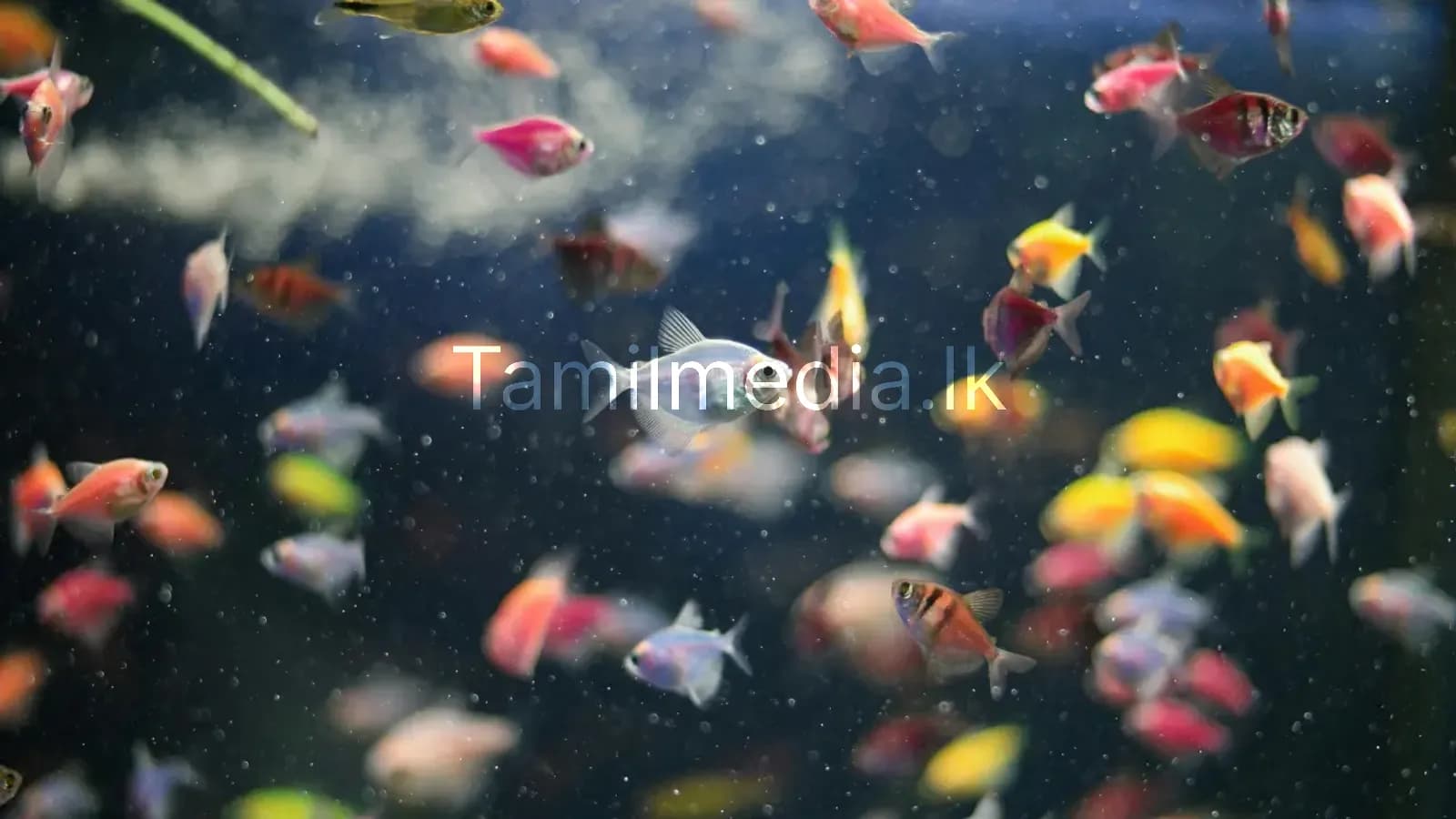 வீட்டில் மீன் தொட்டி வைப்பதின் வாஸ்து பலன்கள்