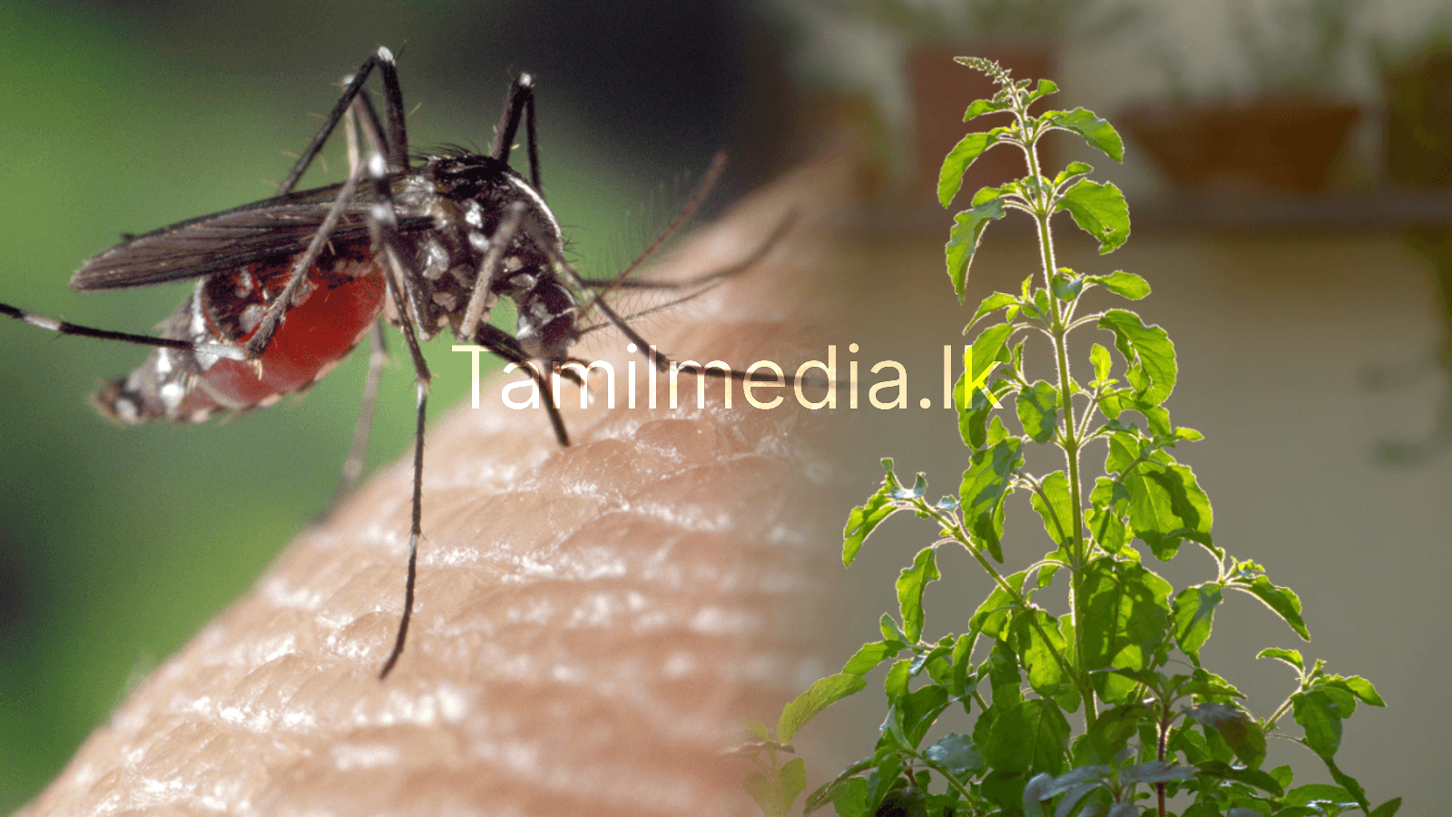 நுளம்பு கடிக்கு துளசியின் பயன் தெரியுமா?