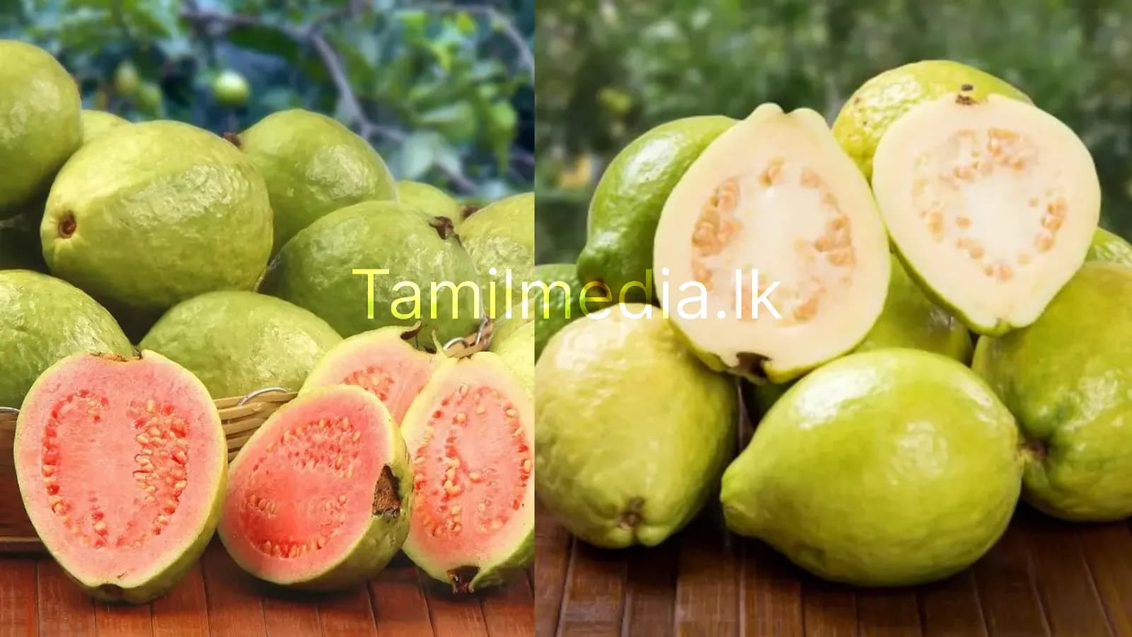 சிவப்பு மற்றும் வெள்ளை கொய்யாப்பழம் – எது சத்தானது?