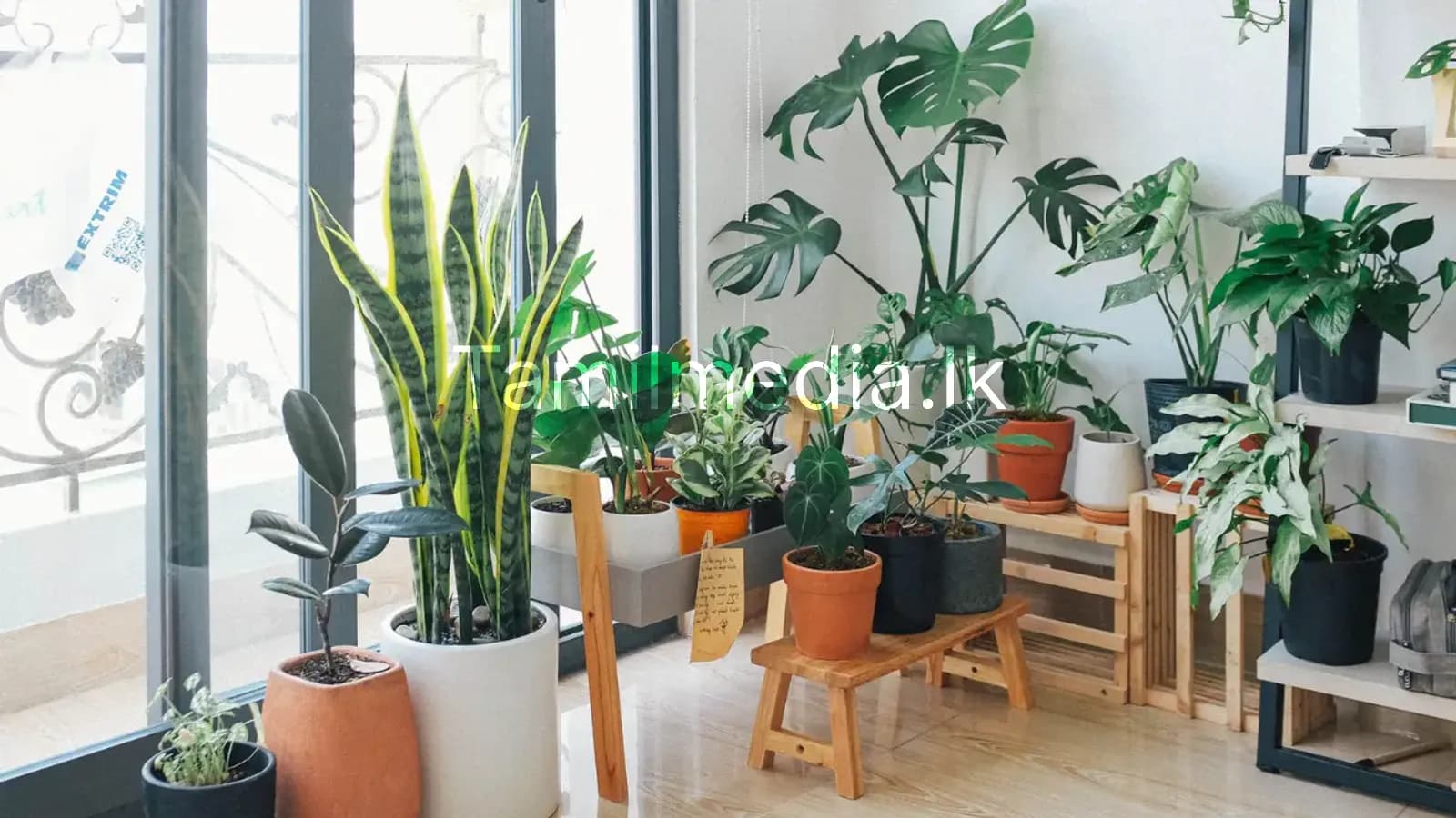 உங்கள் ராசிக்கேற்ற அதிர்ஷ்ட செடி எது தெரியுமா?