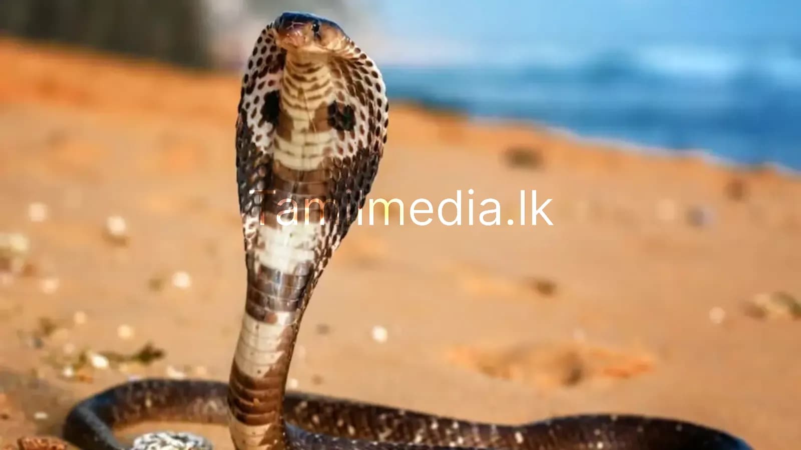 அகும்பே – இந்திய நாகங்களின் தலைநகரம்