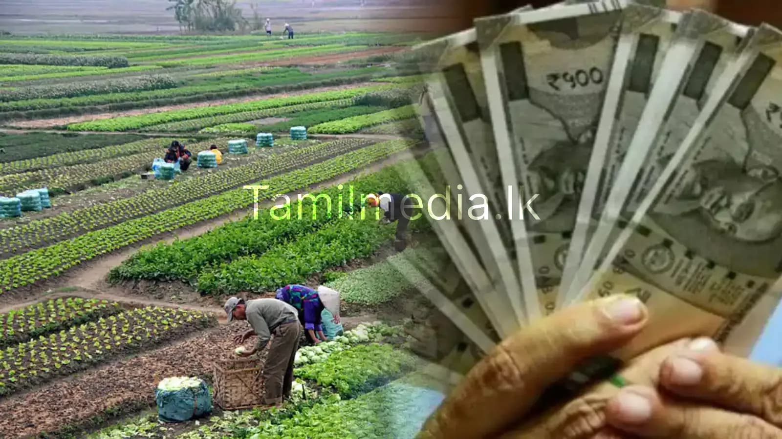 விவசாயிகளுக்கு 1,669 மில்லியன் ரூபாய் உதவி