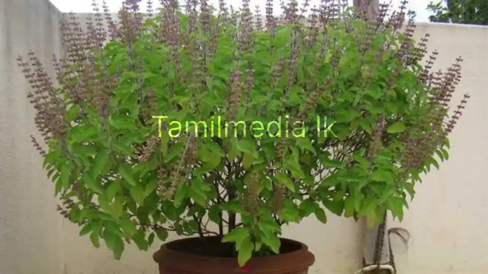 துளசி அருகே விளக்கு அணையுமா? இதோ அதன் மறைமுக காரணம்!